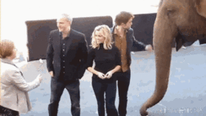 Olifant GIF. Dieren Olifant Gifs Schattigheid 