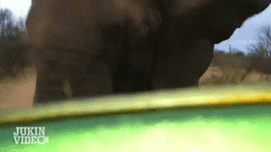 Olifant GIF. Dieren Olifant Gifs 