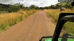 Olifant GIF. Dieren Afrika Olifant Gifs 