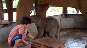 Olifant GIF. Dieren Olifant Gifs 