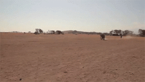 Olifant GIF. Dieren Olifant Gifs Dier 