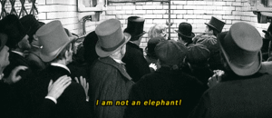Olifant GIF. Dieren Schattig Olifant Zwembad Gifs Gif 