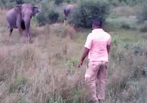 Olifant GIF. Dieren Olifant Darts Gifs Til 