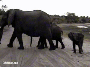 Olifant GIF. Dieren Olifant Gifs 