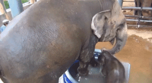 Olifant GIF. Dieren Olifant Gifs 
