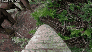 Olifant GIF. Dieren Olifant Gifs Cinemagraph 