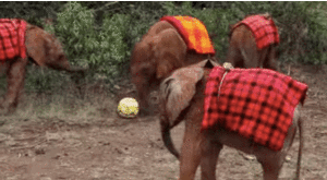 Olifant GIF. Dieren Kunst Olifant Kawaii Tovenaar Gifs Geanimeerde Illustratie Levitatie 