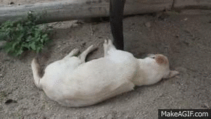 Baby GIF. Dieren Olifant Baby Gifs Effect Modder 