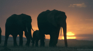 Olifant GIF. Dieren Olifant Gifs 