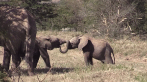 Olifant GIF. Dieren Kunst Olifant Gifs Schilderij 