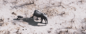 Olifant GIF. Dieren Olifant Gifs Bus 