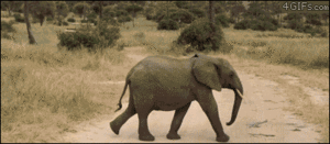 Olifant GIF. Dieren Olifant Gifs Animalsbeingjerks Ruk 