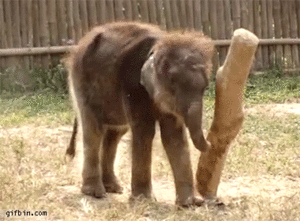 Olifant GIF. Dieren Olifant Gifs Wasteds 
