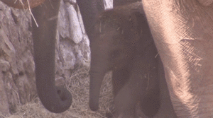 Olifant GIF. Dieren Kunst Olifant Gifs Schilderij 