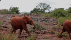 Baby GIF. Dieren Olifant Baby Gifs Leven 