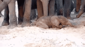 Olifant GIF. Dieren Schattig Olifant Zwembad Gifs Gif 