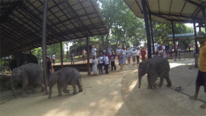Olifant GIF. Dieren Olifant Gifs 