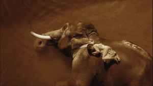 Olifant GIF. Dieren Olifant Gifs Cinemagraph 