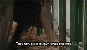 Olifant GIF. Dieren Olifant Gifs 