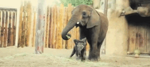 Olifant GIF. Dieren Olifant Gifs Hand 