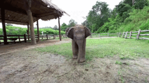 Olifant GIF. Dieren Olifant Gifs 