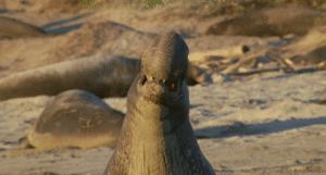 Olifant GIF. Dieren Olifant Gifs Bus 