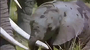 Olifant GIF. Dieren Olifant Gifs 