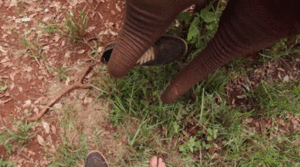 Olifant GIF. Dieren Olifant Gifs 