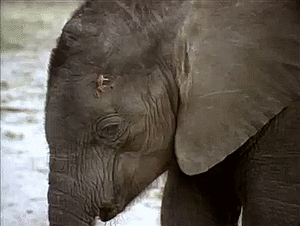 Baby GIF. Bad Dieren Olifant Baby Gifs 