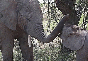 Olifant GIF. Dieren Olifant Gifs Tandpasta 