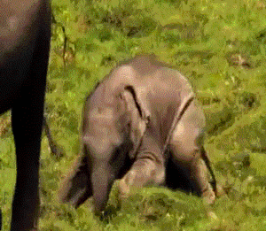 Baby GIF. Dieren Olifant Baby Gifs 