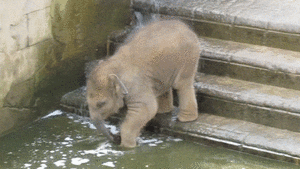 Olifant GIF. Dieren Olifant Gifs 