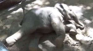 Olifant GIF. Dieren Olifant Gifs Spotprent Dumbo Bw 