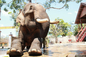 Olifant GIF. Dieren Olifant Gifs 