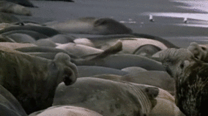 Olifant GIF. Dieren Olifant Gifs 