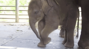 Olifant GIF. Dieren Olifant Gifs 