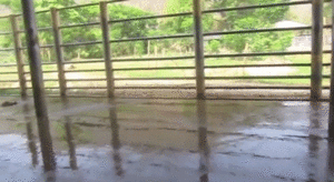 Olifant GIF. Dieren Olifant Gifs Trampoline 
