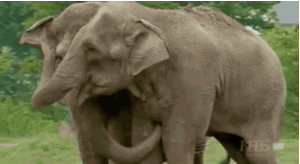 Olifant GIF. Dieren Olifant Baby Gifs Weeeee 