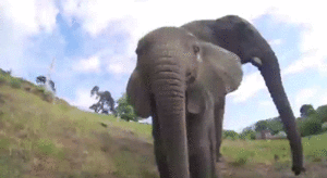 Olifant GIF. Dieren Wandelen Olifant Gifs 