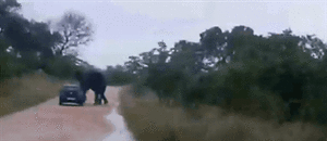 Olifant GIF. Dieren Olifant Gifs Cinemagraph 