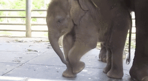 Baby GIF. Dieren Olifant Baby Gifs Nom 
