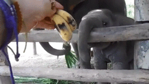 Olifant GIF. Dieren Olifant Gifs Mislukken 