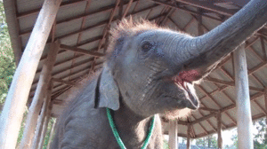Olifant GIF. Dieren Olifant Gifs 