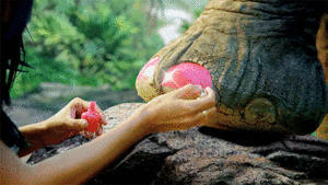 Olifant GIF. Dieren Olifant Gifs Trampoline 