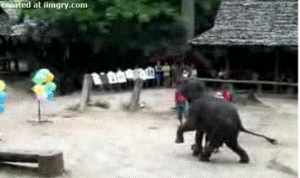 Olifant GIF. Dieren Olifant Darts Gifs Til 