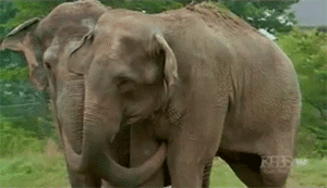 Olifant GIF. Dieren Olifant Gifs 