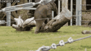 Olifant GIF. Dieren Kunst Olifant Gifs Schilderij 