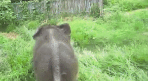 Olifant GIF. Dieren Olifant Gifs Psychadelic 