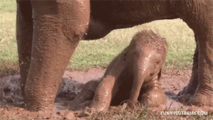 Olifant GIF. Dieren Olifant Gifs 