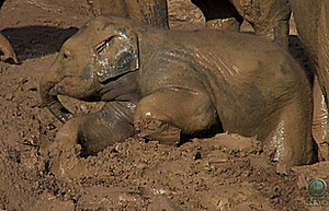Olifant GIF. Dieren Olifant Gifs 
